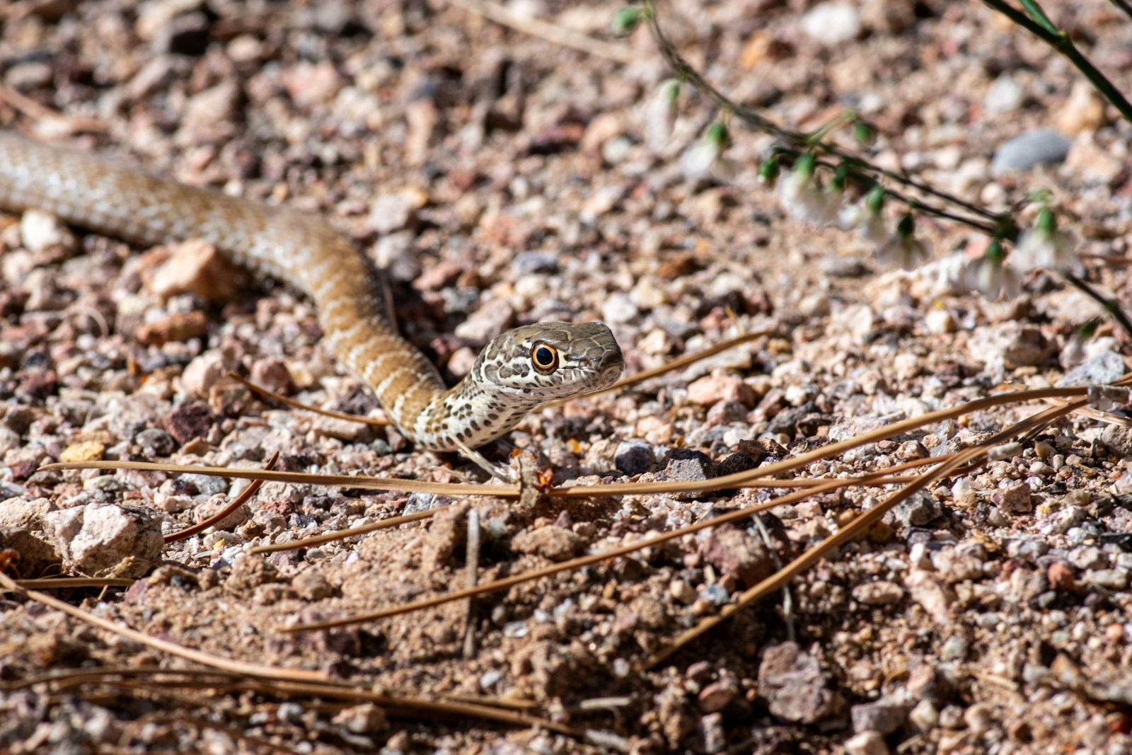 a small brown and black snake on the ground