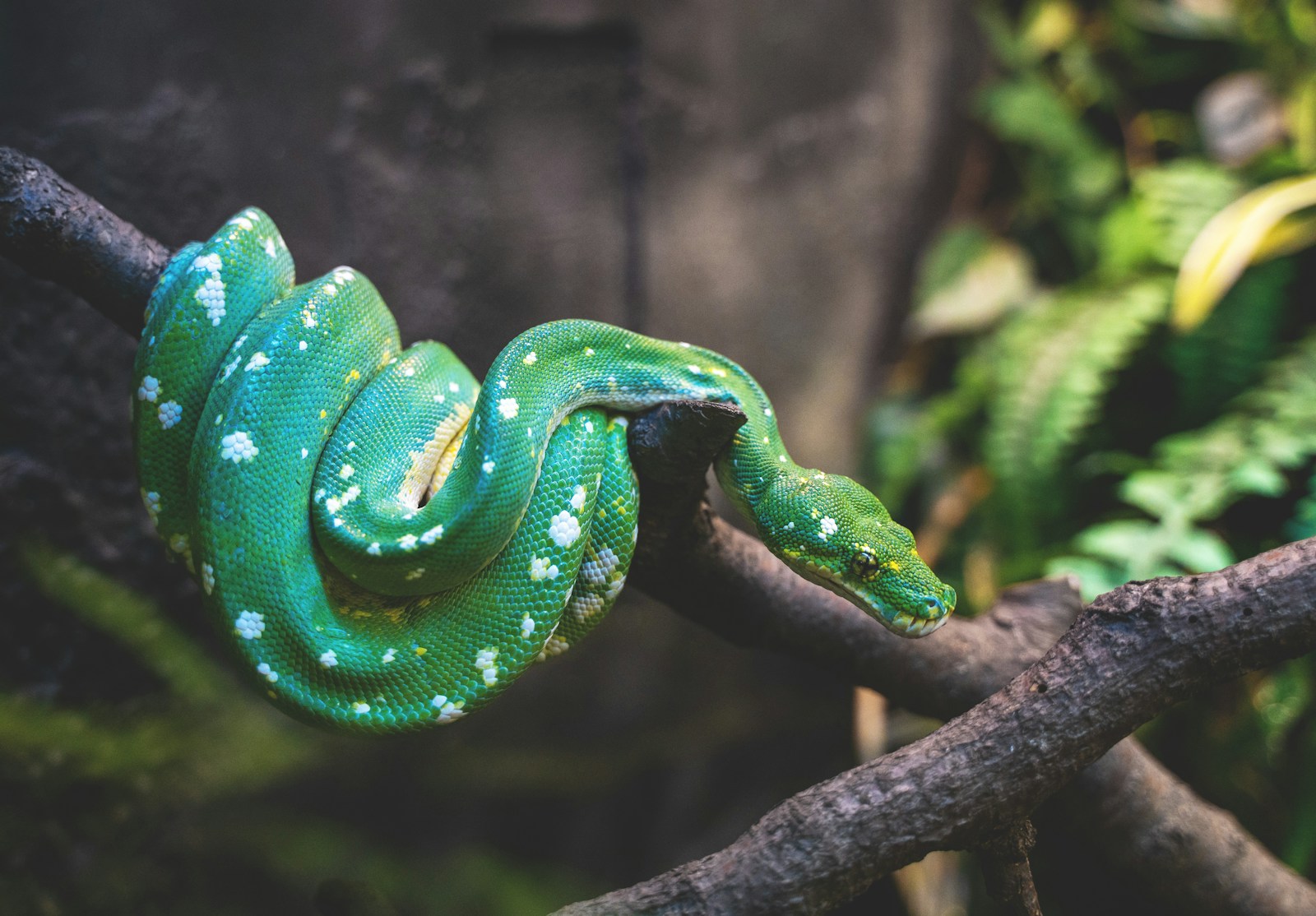 Green viper snake on a tree branch