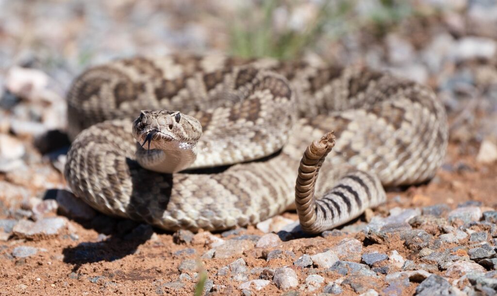 snake, diamondback, reptile, viper, python, rattlesnake, animal, nature, rattlesnake, rattlesnake, rattlesnake, rattlesnake, rattlesnake