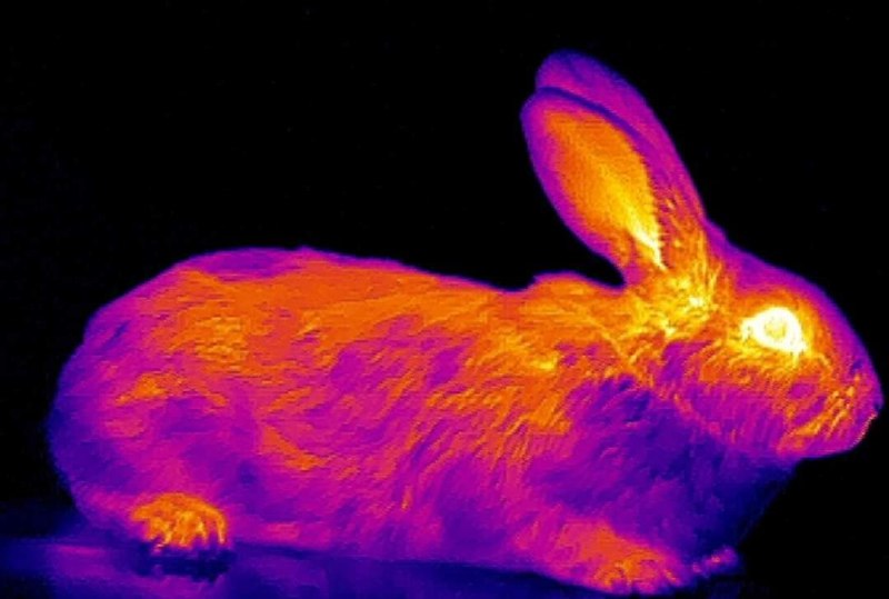 Thermal image of a rabbit