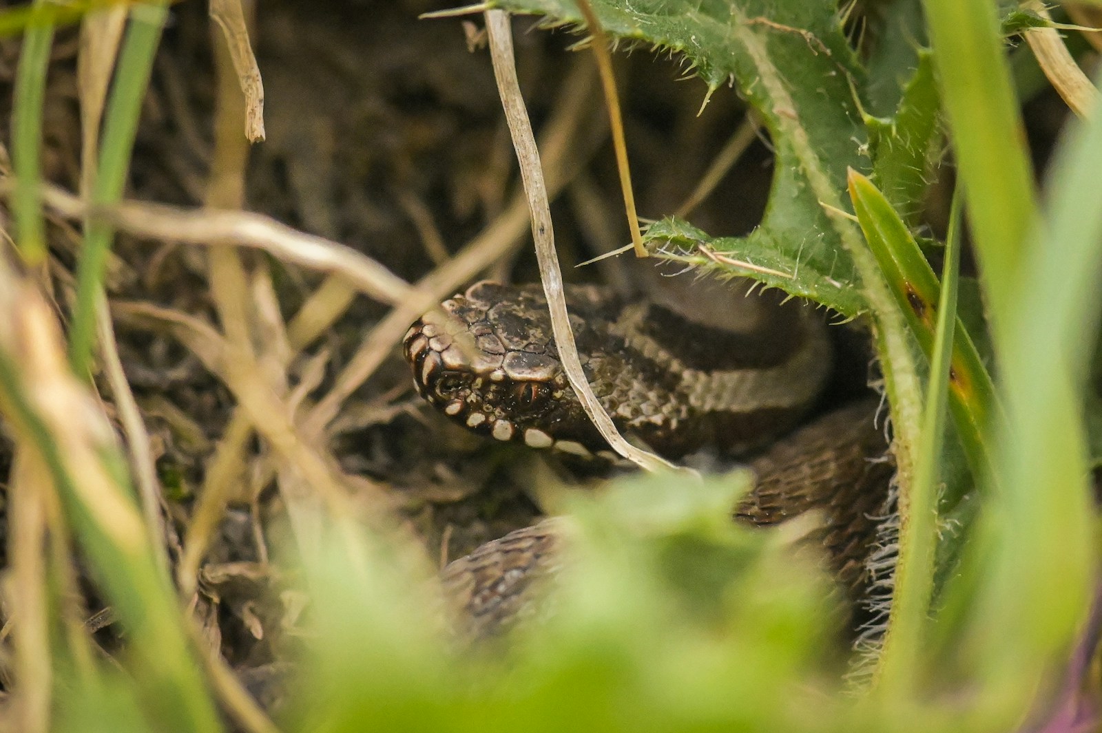 a snake that is laying down in the grass
