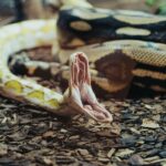 Detailed close-up of an albino Burmese python on the ground with its mouth open, emphasizing its striking pattern.