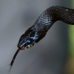 Black mamba