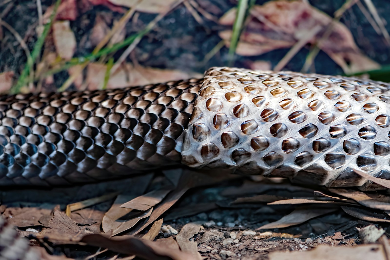 A snake in the process of shedding its skin on the ground