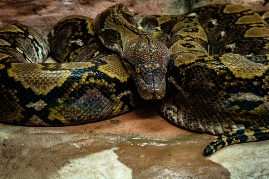 Brown and black snake