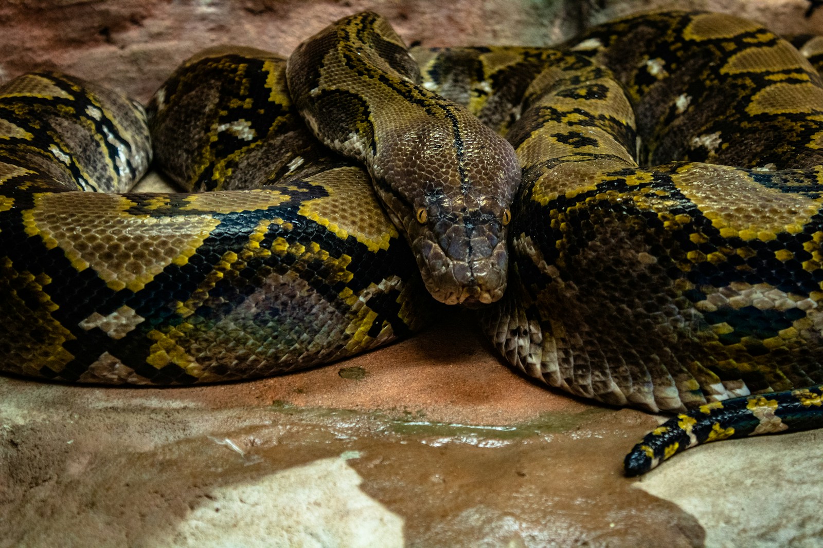 Brown and black snake