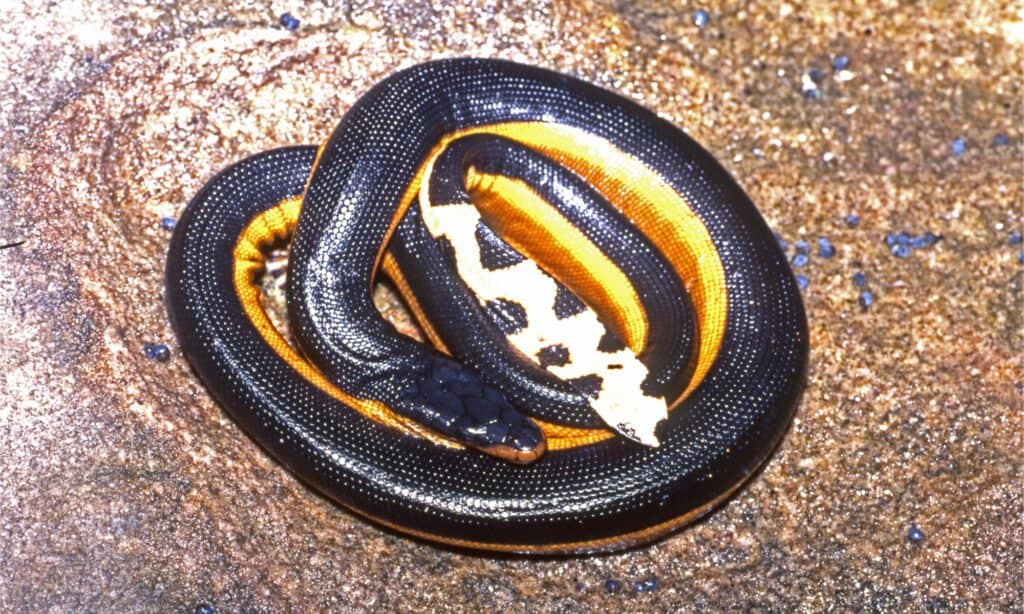 Yellow-bellied Sea Snake (Hydrophis platurus) image via A-Z Animals.