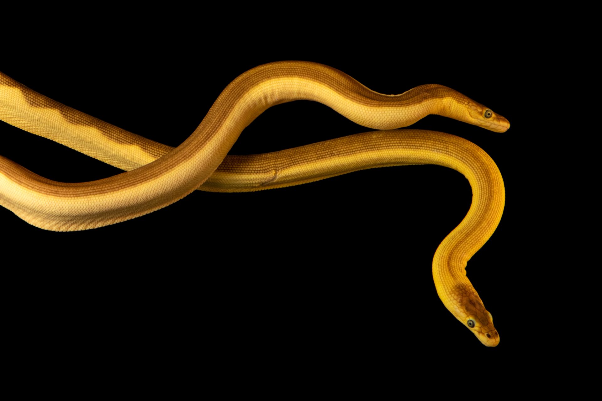 Yellow-bellied Sea Snake (Hydrophis platurus) image via Joel Sartore