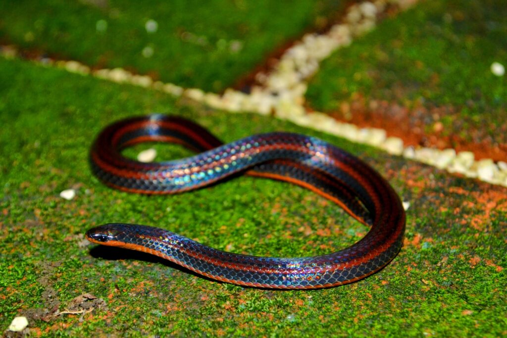 Adelphicos_nigrilatum- Wikipedia