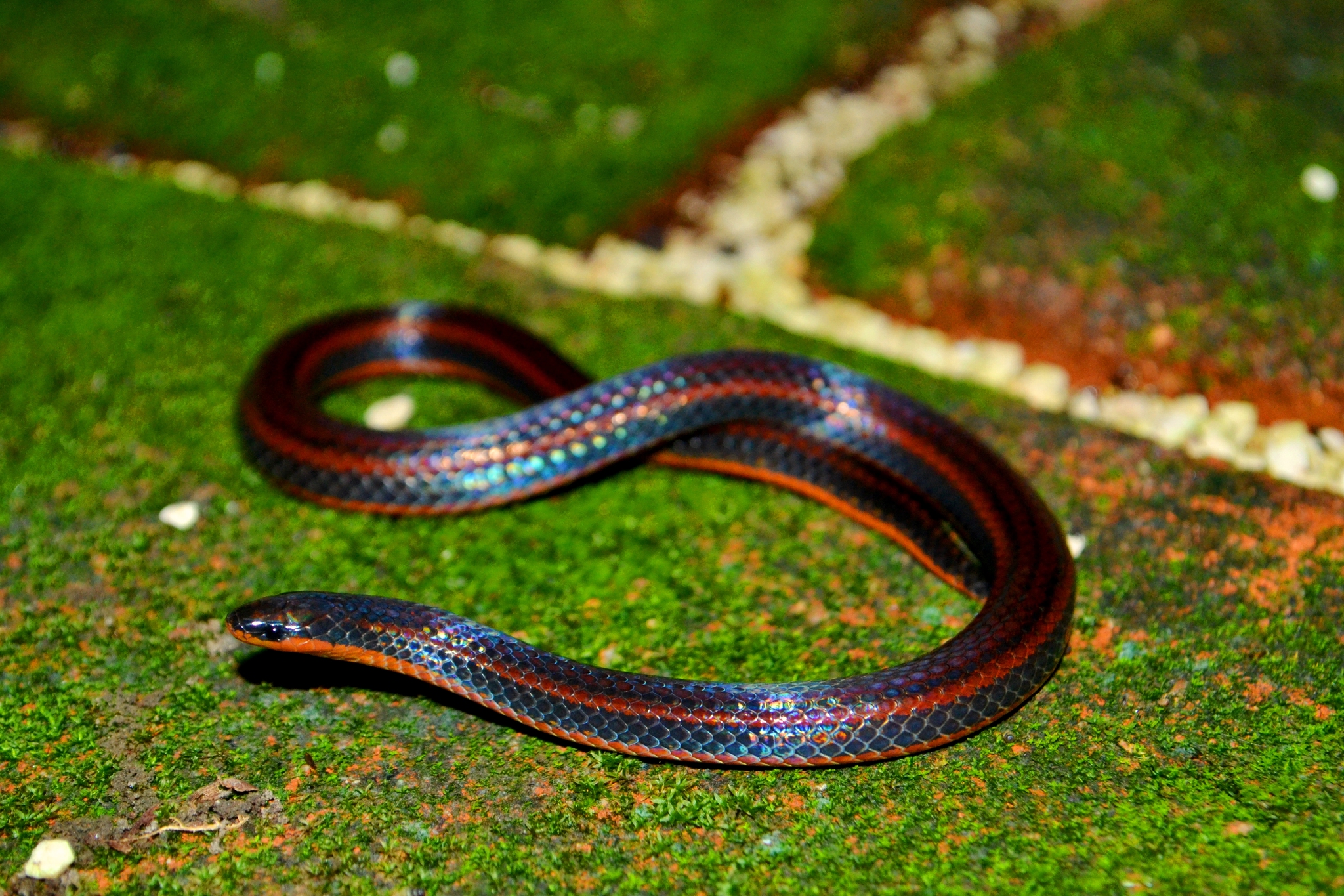 Adelphicos_nigrilatum- Wikipedia