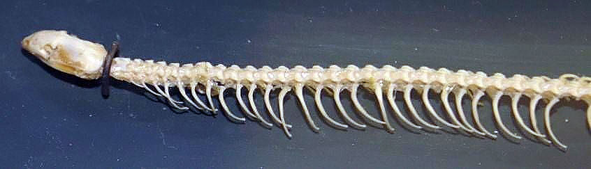 Anniella_pulchra