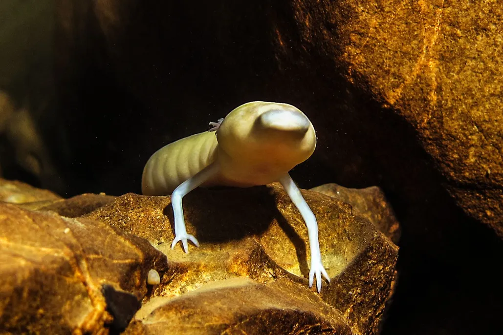 Olm (Proteus anguinis), image via BBC Wildlife magazine