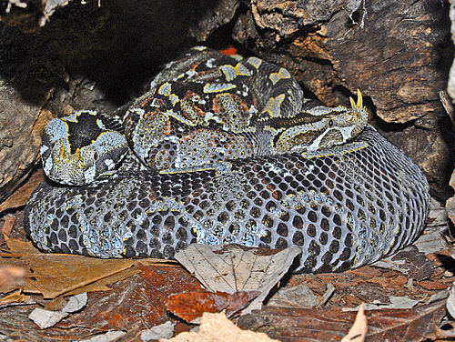 Bitis_nasicornis wikipedia