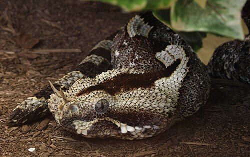 Bitis_nasicornis_Nashornviper_(cropped)
