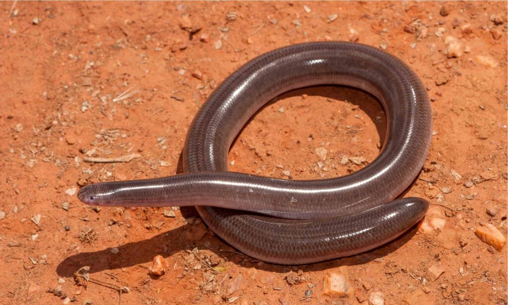 Blindsnake- A-Z Animals