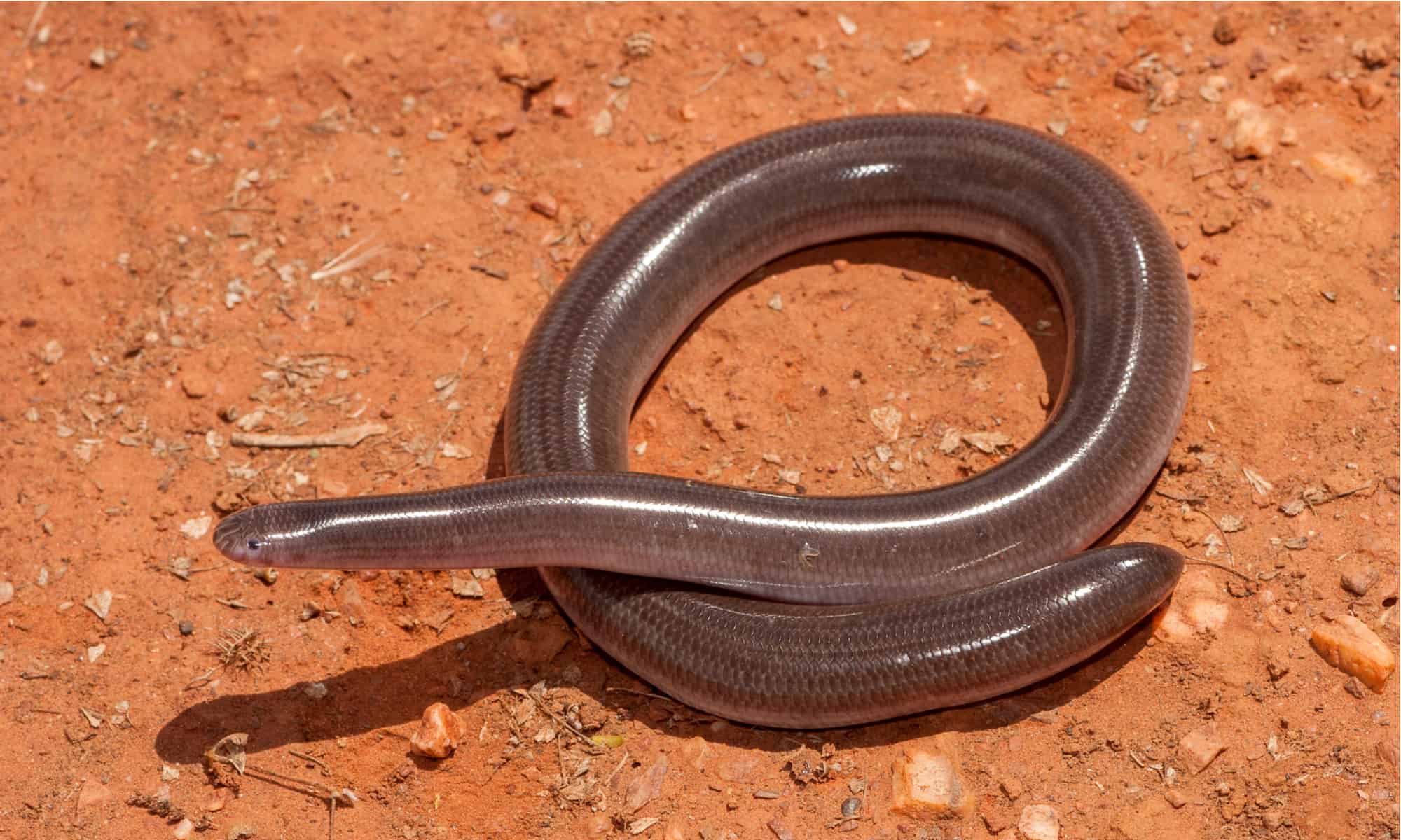 Blindsnake- A-Z Animals