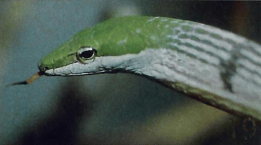 Bonn_zoological_bulletin_-_Thelotornis_kirtlandii