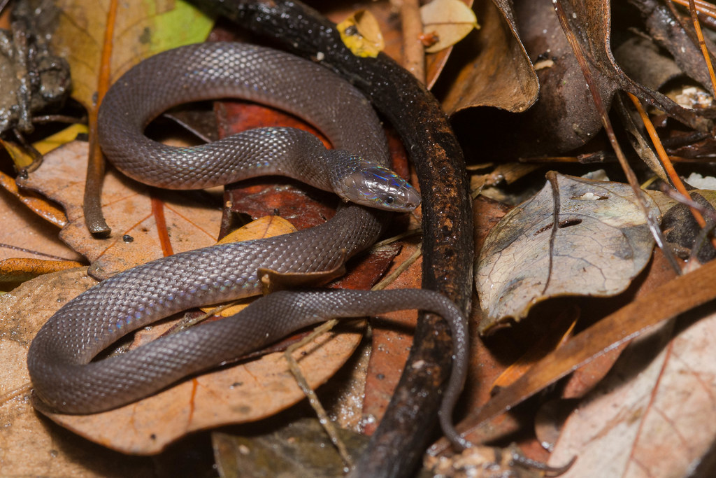 Burrowing snake- Flickr