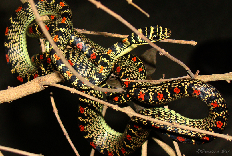C.ornata