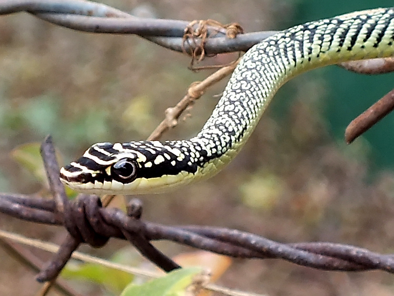 Chrysopelea_ornata_(Shaw,_1802)_Golden_Tree_Snake_(6683946701)
