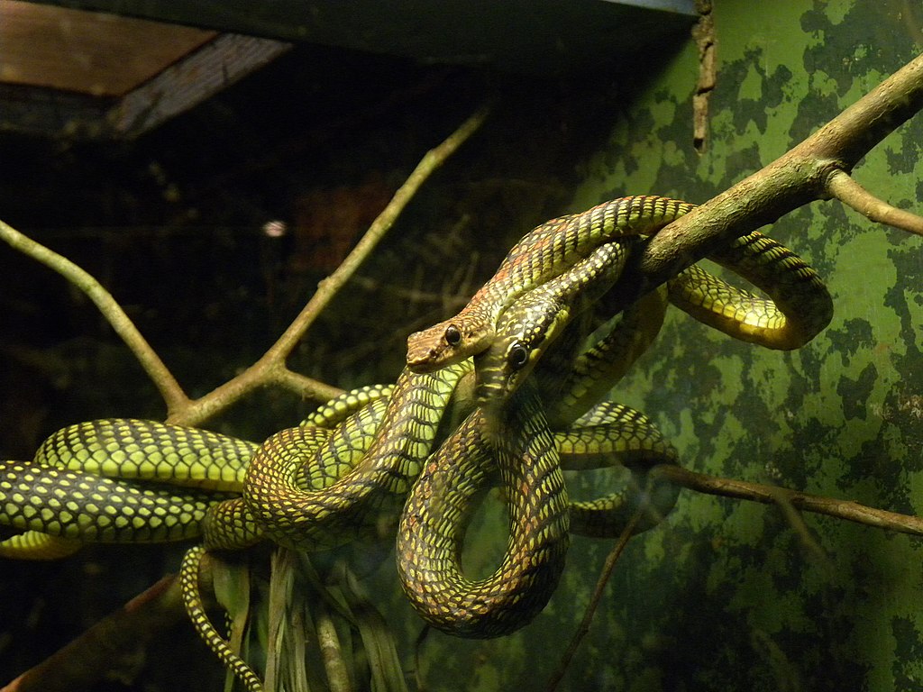 Paradise flying snakes (Chrysopelea paradisi)- Via wikipedia