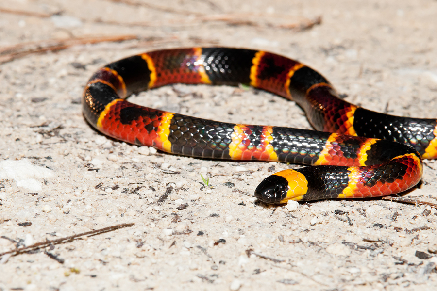 Coral Snake- Northwest Exterminating