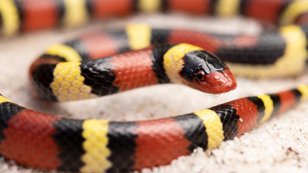 Coral Snake- Whas 11