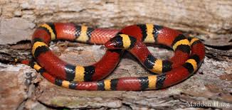 Coral Snakes- Wikipedia