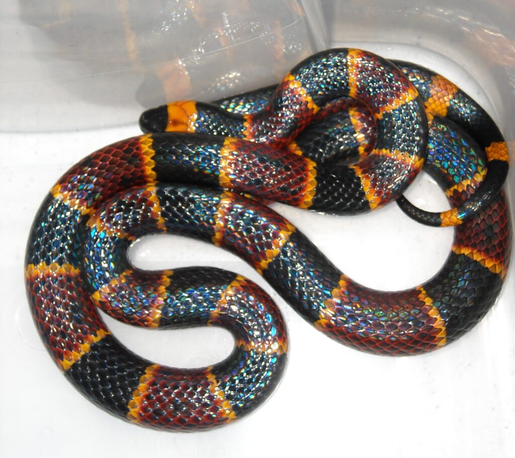 Coral snakes- Wikipedia