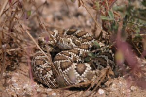 How Snakes Respond to Human Body Language