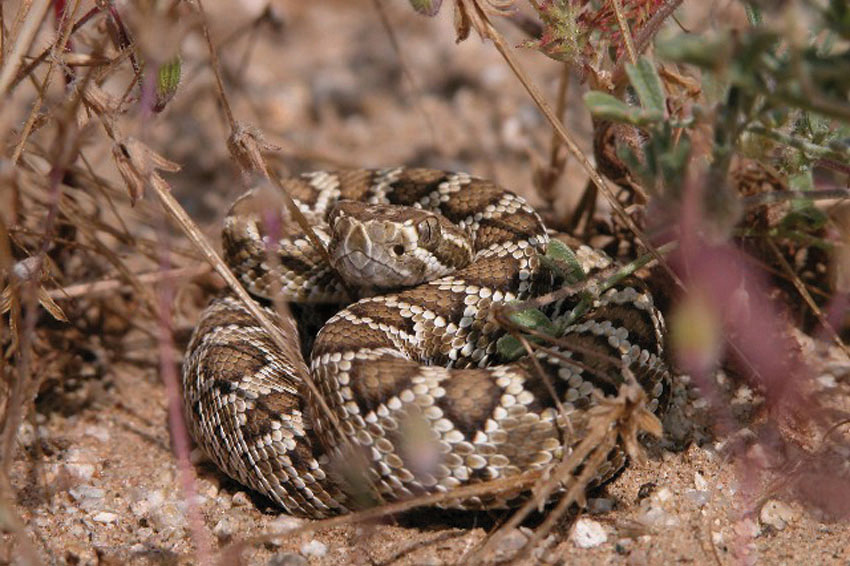 Crotalus_scutulatus_Mojave
