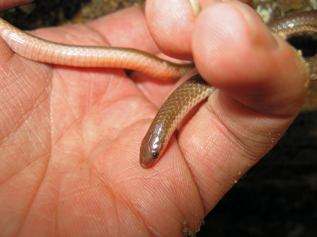 The eastern worm snake (Carphophis amoenus amoenus )- image via flickr