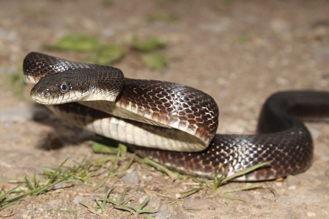 Eastern rat snake (Pantherophis alleghaniensis)- Herping virginia