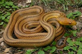 Eastern rat snake
