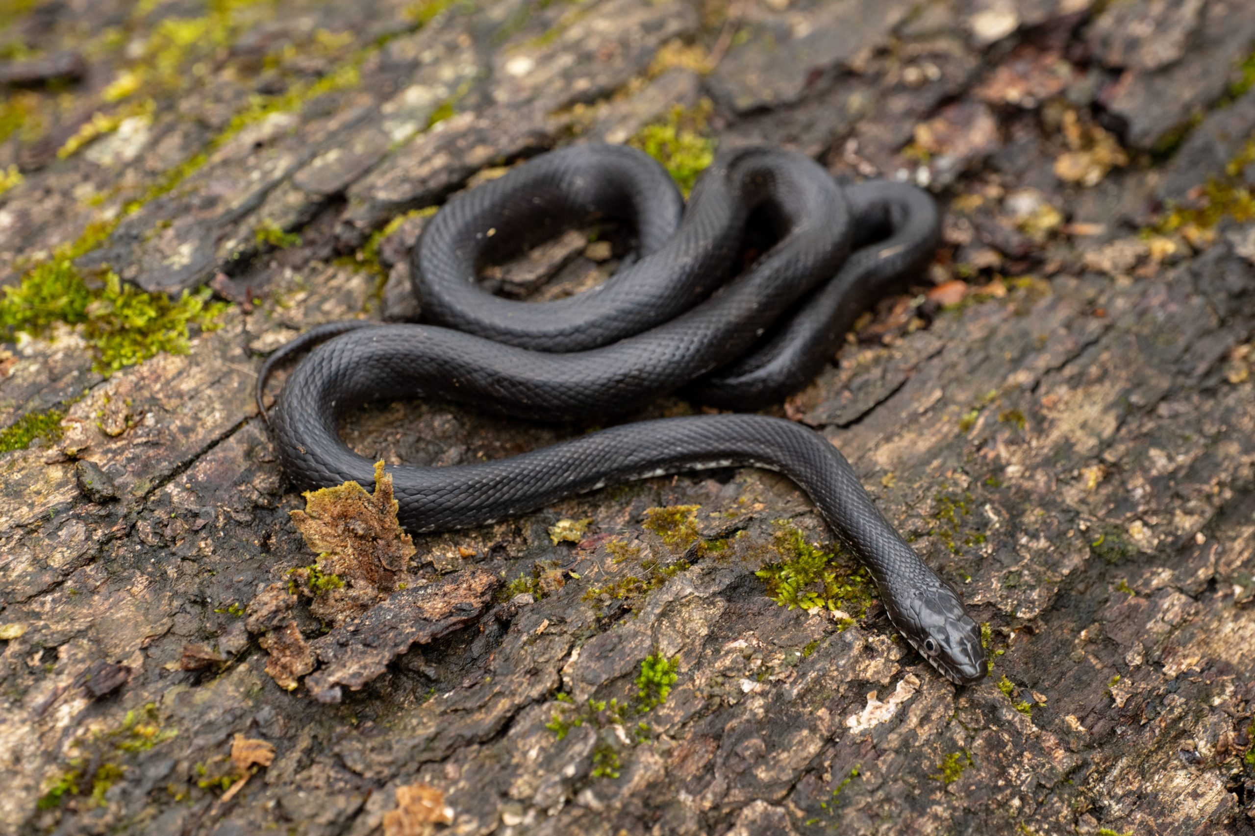 Eastern rat snake