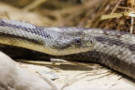 Eastern rat snake
