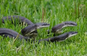 Eastern rat snake
