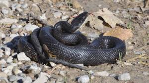 Eastern rat snake (Pantherophis alleghaniensis) i naturalist
