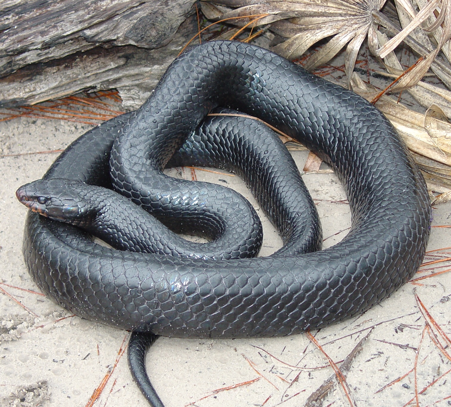 Eastern_Indigo_Snake- wikipedia