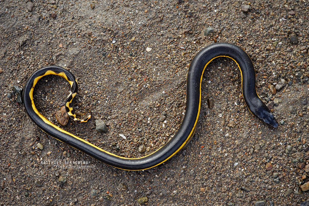 Yellow-bellied Sea Snake (Hydrophis platurus) image via flickr.