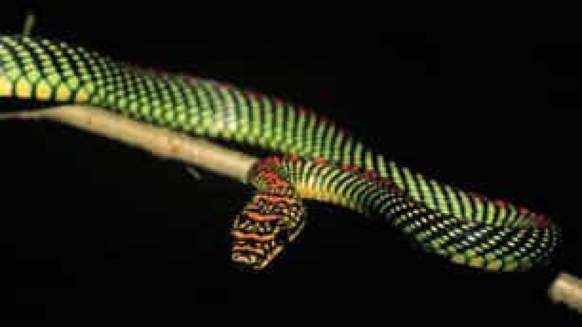 Flying snake- CBC news