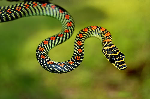 Flying snake- Featured creature