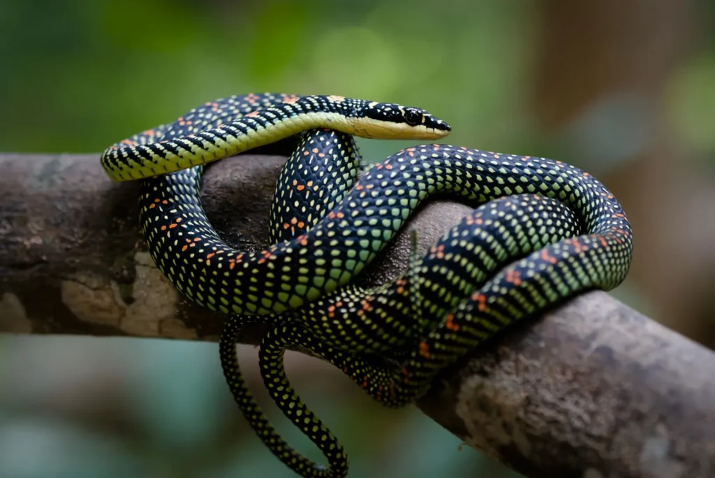 Flying snake- The guardian
