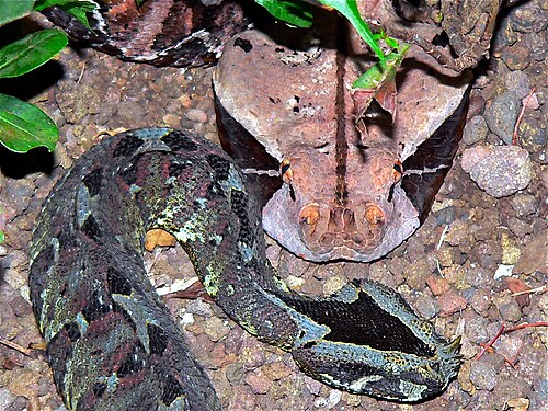 Gaboon_Viper- wikipedia