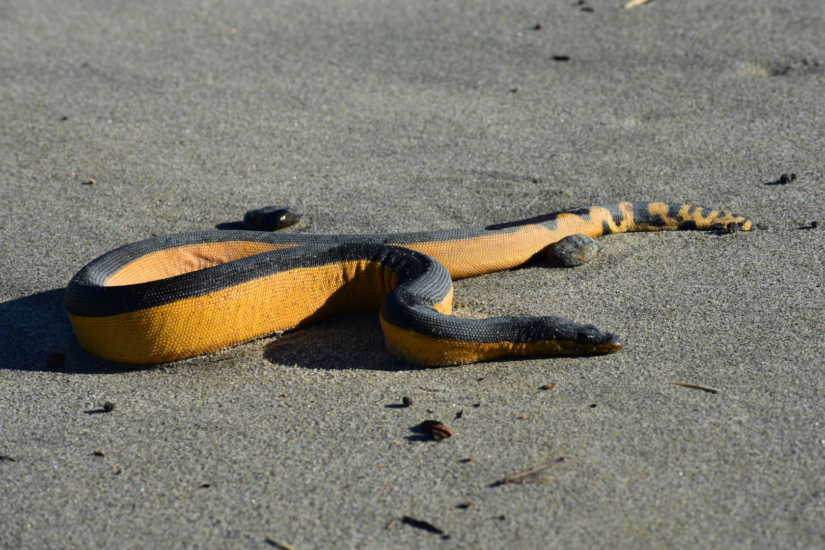 Yellow-bellied Sea Snake (Hydrophis platurus) image via Inaturalist.