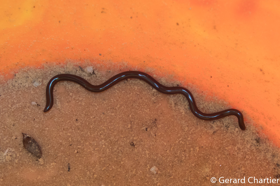 Indotyphlops braminus (Brahminy Blindsnake)