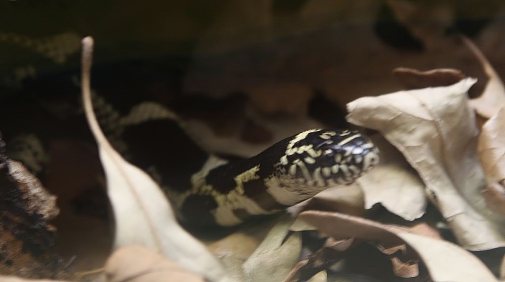 Lampropeltis_getulus_0zz