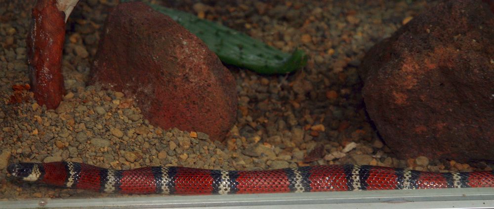 Lampropeltis_triangulum_36zz