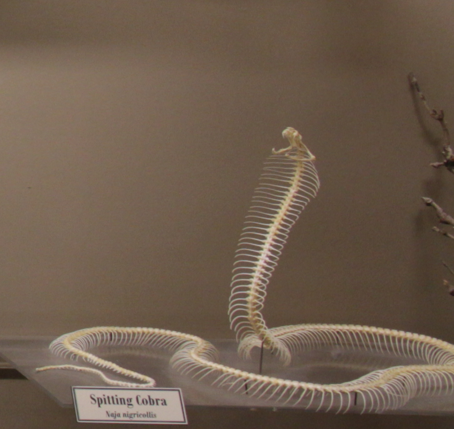 Naja_nigricollis_skeleton