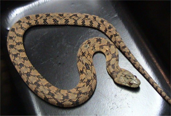 North American water snakes (Nerodia spp.) Via wikipedia